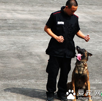小朋友与警犬“亲密接触” 史宾格犬28秒搜爆惊呆孩子