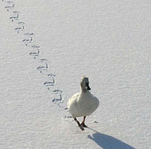 我的平衡能力相当不错吧，一字型 