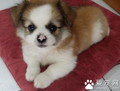  狗狗能吃什么 最好能给狗狗吃多点杂粮