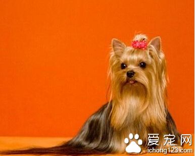 约克夏好吗  美丽机灵又有着高贵的气质