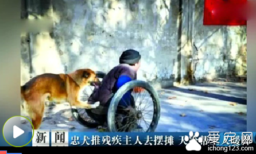 忠犬推残疾主人去摆摊 对主人不离不弃