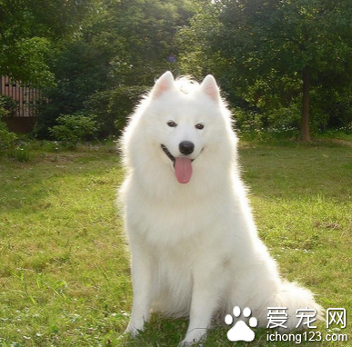 狗狗怕我怎么办 与狗狗建立信任