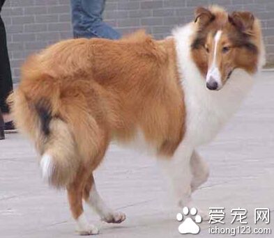  苏格兰牧羊犬的寿命 曾有苏牧犬活到34岁