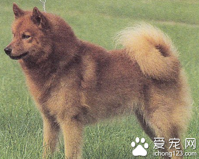 芬兰猎犬的日常护理 备专用的食盘和水盘