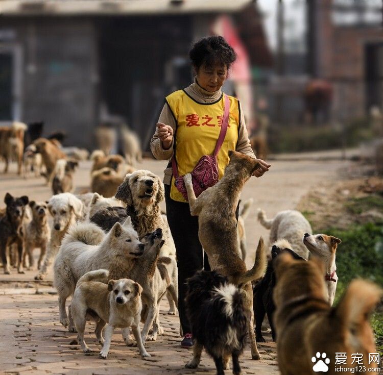 不计回报的老人给流浪狗提供了一个温暖的家
