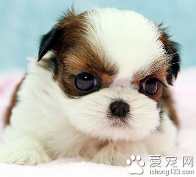 西施犬多少钱 普遍价格在1000-3000元