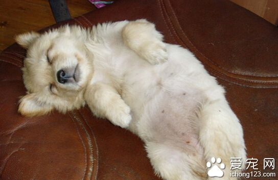  丹迪丁蒙梗如何训练 耐心调教反复训练