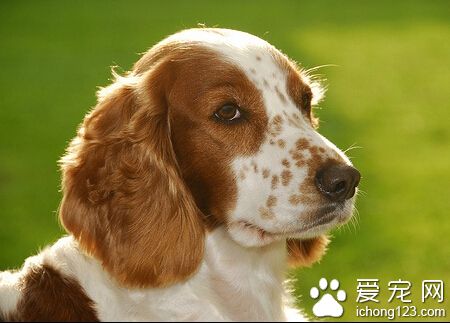 史宾格犬的训练 首先要及时严厉训斥它