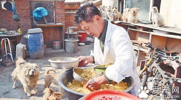 不计回报的老人给流浪狗提供了一个温暖的家