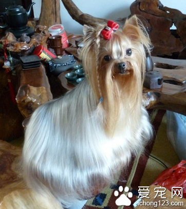 怎么训练约克夏上厕所 观察排泄习惯