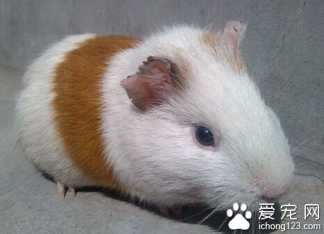 荷兰猪咬人吗 一些情况荷兰猪是会咬人的