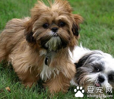 西施犬属于什么犬 标准的小型犬种