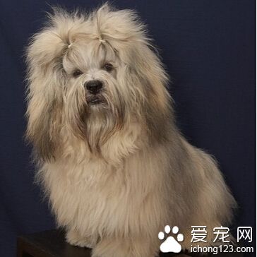 拉萨犬如何训练 需先限定其行动范围