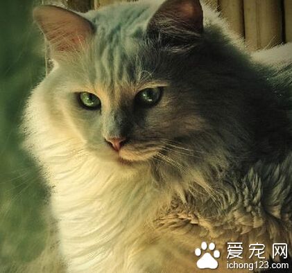 养猫的坏处 文静的性格下也有兽性的存在