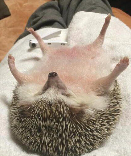 刺猬君软萌的样子还真是可爱