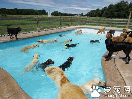 密歇根设计了一个专门给狗狗玩的游泳池
