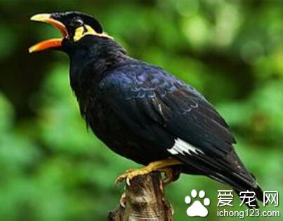 鹩哥寿命 一般鹩哥寿命都在 10 年左右