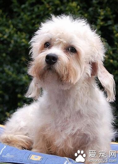 丹迪丁蒙梗的形态特征 堪比科技的小短腿