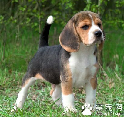 什么狗狗好训练 性格决定能否好训练