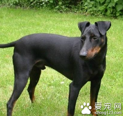 曼彻斯特梗好养吗 该犬活泼机敏