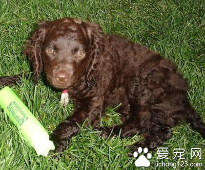 美国水猎犬怎样训练 坐下和别动训练技巧