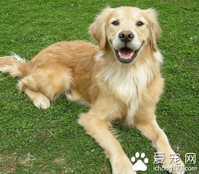 狗狗手术后吃什么 不要让狗狗剧烈活动