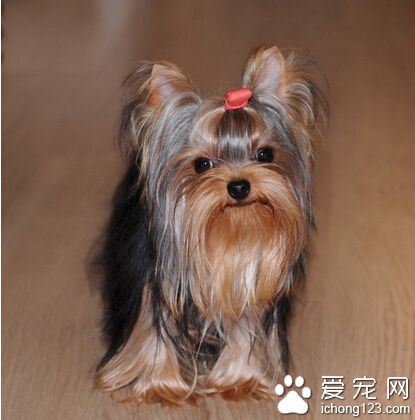 约克夏好不好 和小朋友能够融洽相处