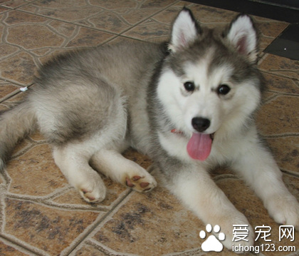 如何训练狗狗躺下 侧躺下的训练技巧