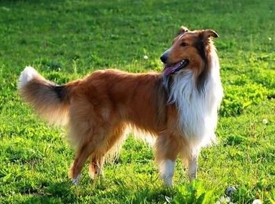 苏格兰牧羊犬有多大 公犬与雌犬的标准不同