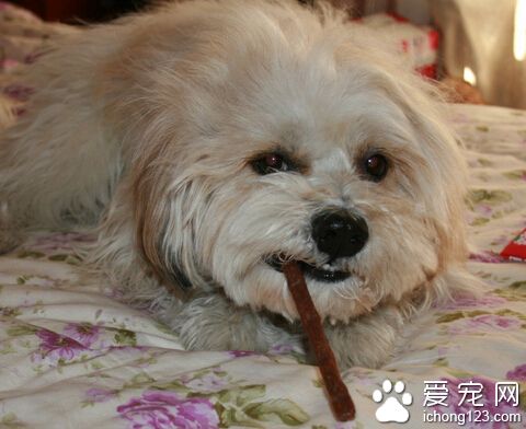 西施犬的价格 全国各地的价格差距不大