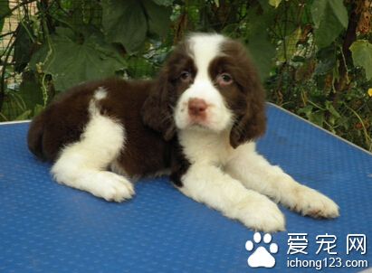 史宾格怎么训练 具备扑咬能力基础后训练