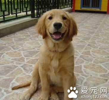 训练狗狗秘籍 训练时要给爱犬套上狗绳