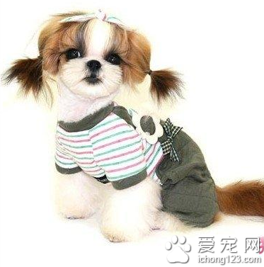  西施犬贵吗 普通的西施犬价格不贵