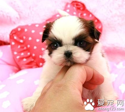 西施犬有多大 有相当的体重和骨量