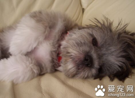 拉萨犬大概多少钱 购买之前需了解其特性