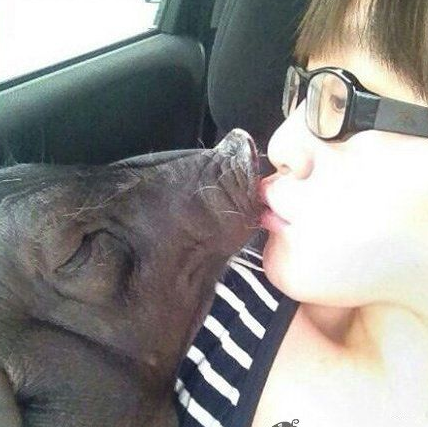 爱上一头猪却不忍心吃它肉。