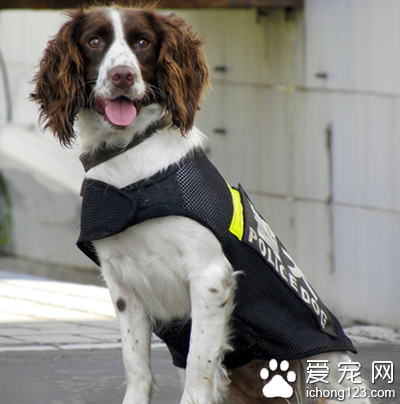 可卡和史宾格的区别 可卡犬耳朵较长