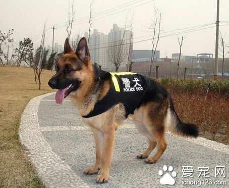 警犬品种 昆明犬也是一种不错的警犬犬种