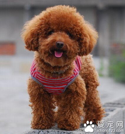 狗狗一天没拉屎 小狗拉不出屎是比较正常