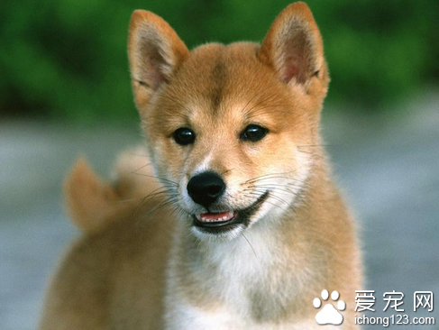 狗怕水怎么办 如何安抚狗狗下水心理