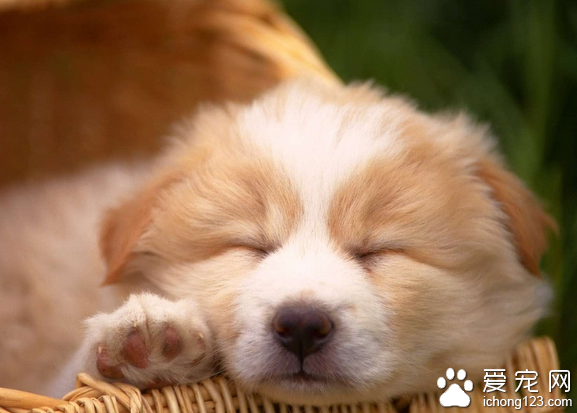 狗狗一天没便便 如何正确管理狗狗的饮食