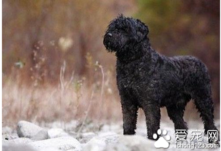 法兰德斯畜牧犬怎么选 名种犬的细心挑选