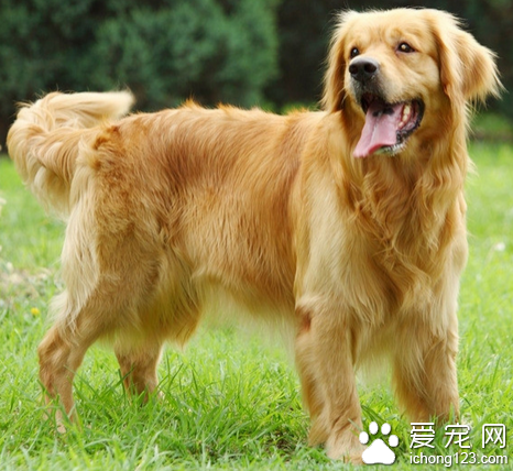 宠物狗吃什么好 合理搭配爱犬的饮食