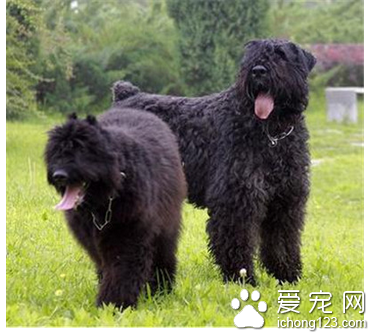 法兰德斯畜牧犬怎么训练 护主训练法