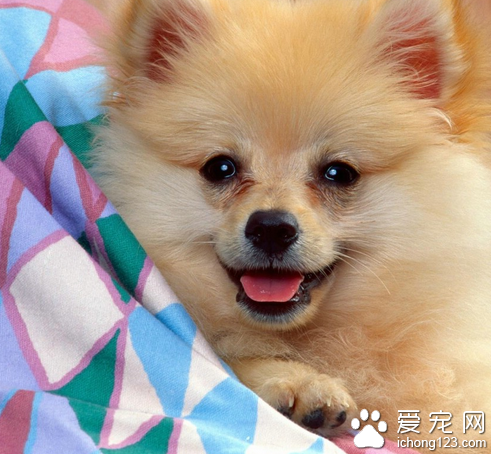 狗狗基本训练 坐下与握手的基本练习