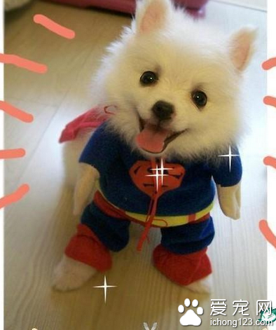 什么狗狗容易训练 智商高的狗狗更容易