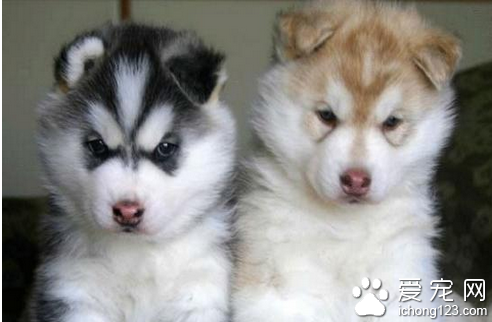 狗狗怕打雷怎么办 需要让狗狗勇敢一些