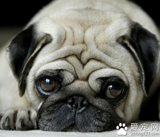 狗狗身上有跳蚤 注意狗狗和家庭的卫生