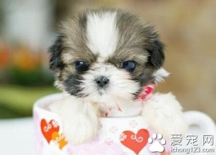 迷你犬有哪些 有怎样的特征以及饲养环境