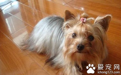 如何挑选约克夏 饲养约克夏需要注意哪些